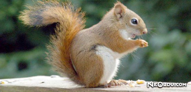 Sevimli Hayvanlar by ibrahim erdem koçak - Ourboox.com