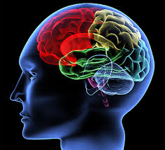 תאים במערכות הגוף : עצבים, חיסון, רביה. by avishag elbaz - Ourboox.com