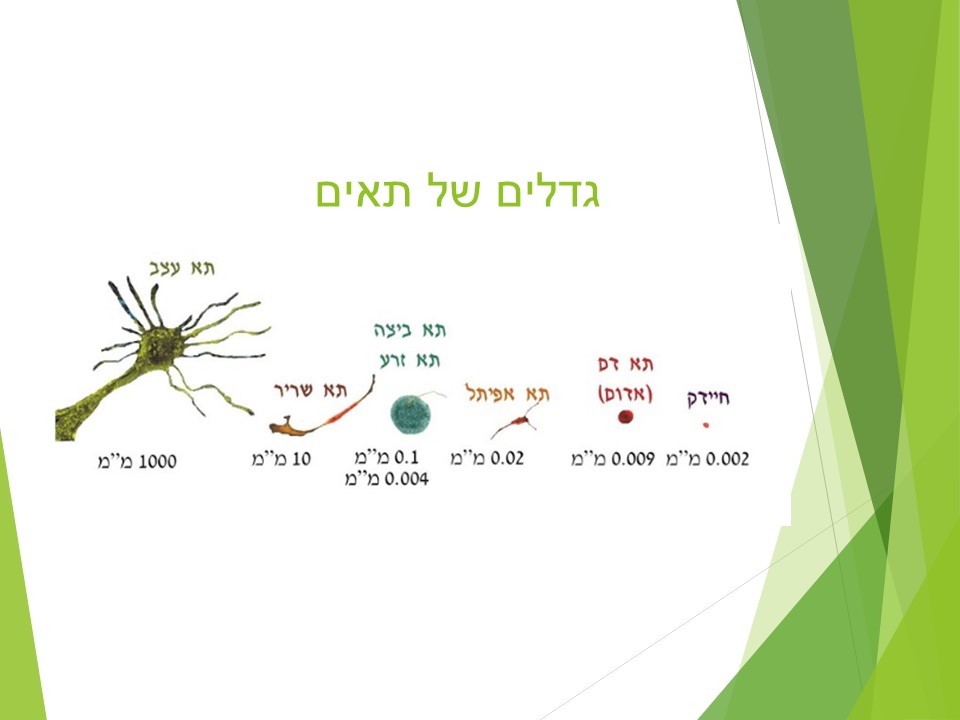 מתאים לי תאים by orly shenhav - Ourboox.com