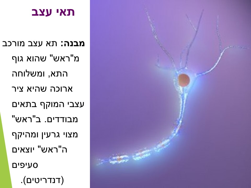 מתאים לי תאים by orly shenhav - Ourboox.com