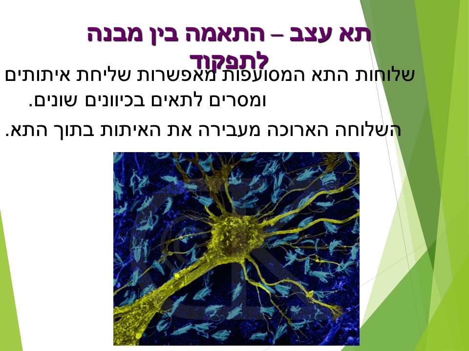 מתאים לי תאים by orly shenhav - Ourboox.com