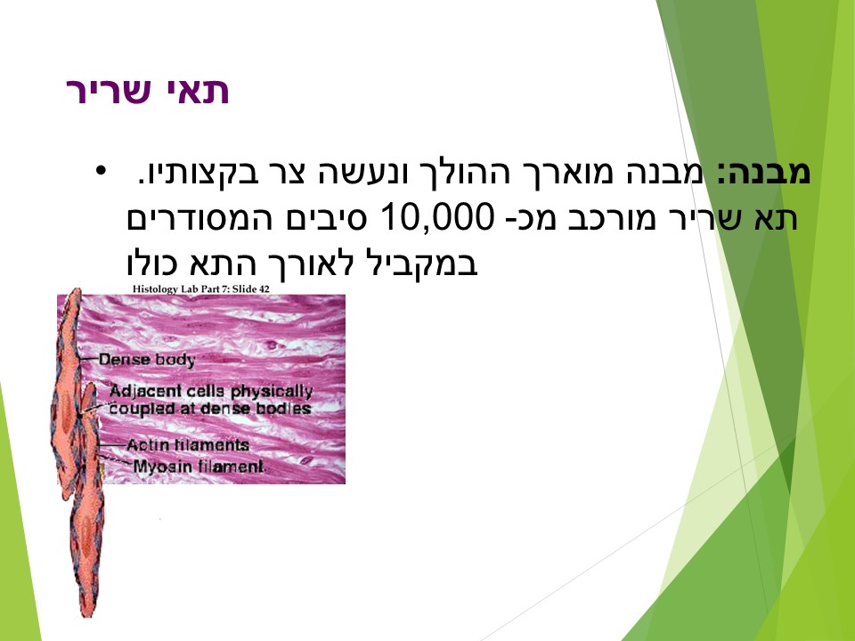 מתאים לי תאים by orly shenhav - Ourboox.com