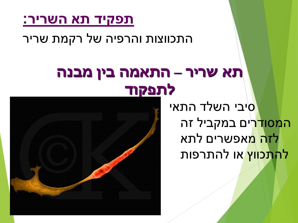 מתאים לי תאים by orly shenhav - Ourboox.com