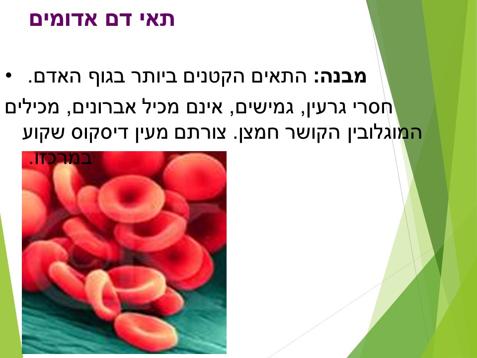 מתאים לי תאים by orly shenhav - Ourboox.com