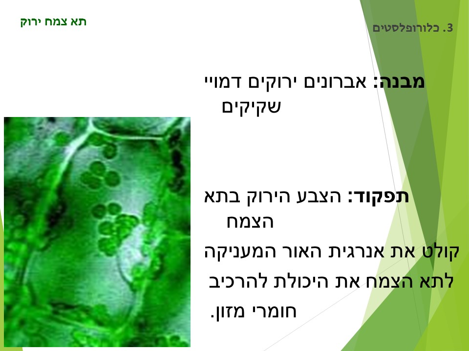 מתאים לי תאים by orly shenhav - Ourboox.com