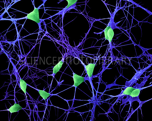 תאים במערכות הגוף : עצבים, חיסון, רביה. by avishag elbaz - Ourboox.com