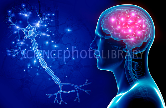 תאים במערכות הגוף : עצבים, חיסון, רביה. by avishag elbaz - Ourboox.com