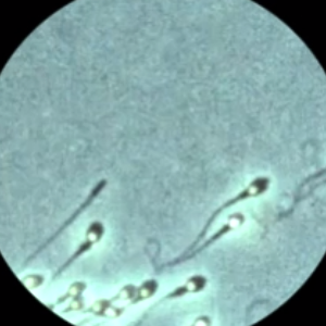 התאים שלא אהבתי – אלעד דרור by elad - Illustrated by אלעד דרור  - Ourboox.com