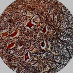 התאים שלא אהבתי – אלעד דרור by elad - Illustrated by אלעד דרור  - Ourboox.com