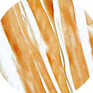 התאים שלא אהבתי – אלעד דרור by elad - Illustrated by אלעד דרור  - Ourboox.com