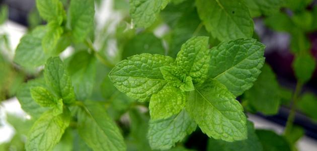 النعناع by mosa - Ourboox.com