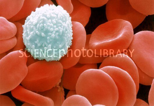 תאים במערכות הגוף : עצבים, חיסון, רביה. by avishag elbaz - Ourboox.com