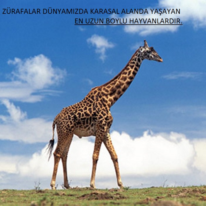 ZÜRAFA ÖZELLİKLERİ – (ATAKAN GÜRBÜZ) by atakan Gürbüz - Ourboox.com