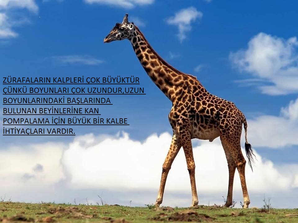 ZÜRAFA ÖZELLİKLERİ – (ATAKAN GÜRBÜZ) by atakan Gürbüz - Ourboox.com
