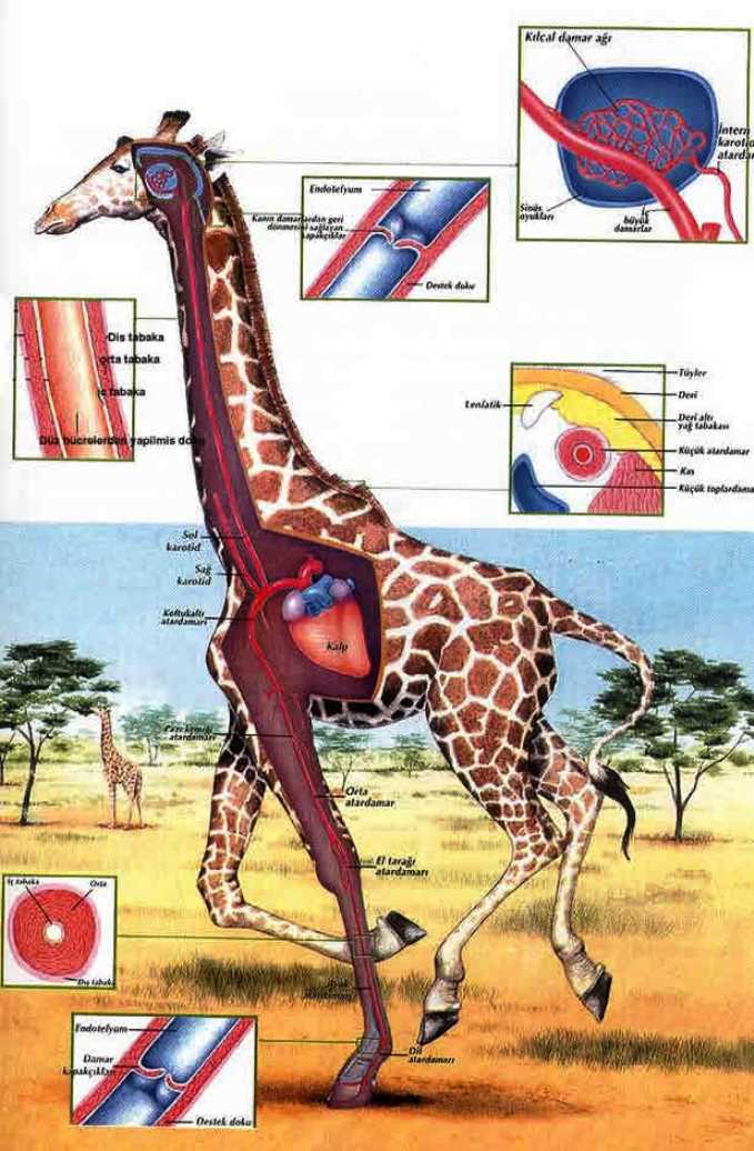 ZÜRAFA ÖZELLİKLERİ – (ATAKAN GÜRBÜZ) by atakan Gürbüz - Ourboox.com