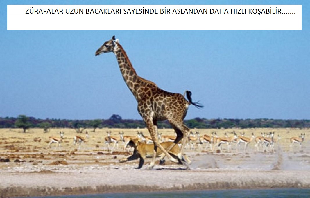 ZÜRAFA ÖZELLİKLERİ – (ATAKAN GÜRBÜZ) by atakan Gürbüz - Ourboox.com