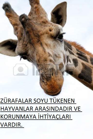 ZÜRAFA ÖZELLİKLERİ – (ATAKAN GÜRBÜZ) by atakan Gürbüz - Ourboox.com