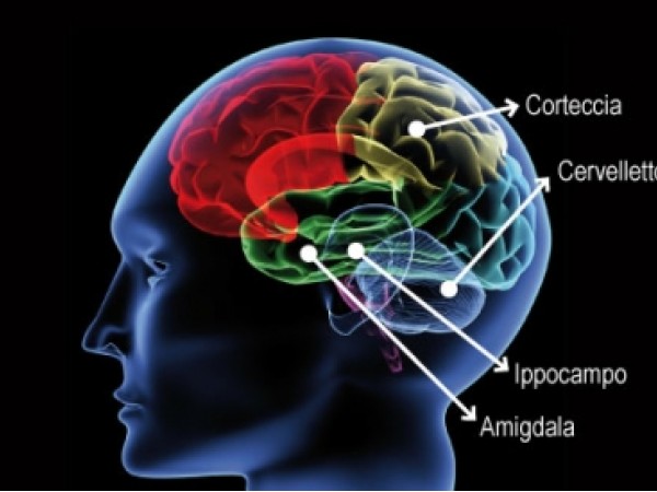 I PROCESSI COGNITIVI: MEMORIA, LINGUAGGIO E INTELLIGENZA by RAFIQ MOHAMMAD ROMEES - Ourboox.com