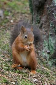 orman hayvanları by Ömer efe EREN - Ourboox.com