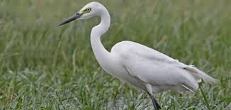 الحمامة والثعلب ومالك الحزين by fatema hammad - Ourboox.com