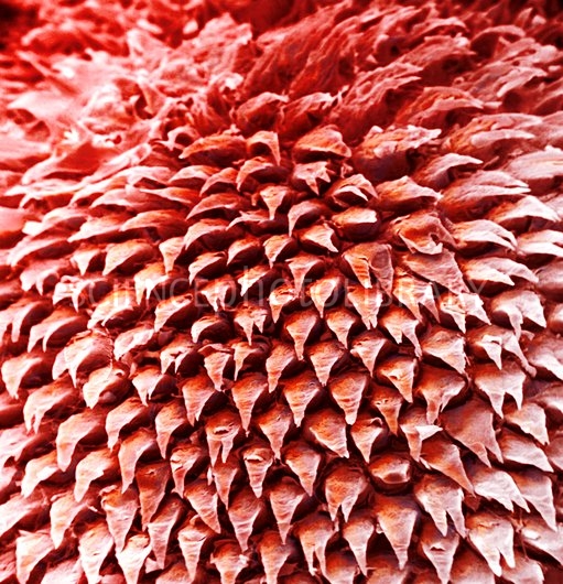 תאי חושים by efrat rapaport - Illustrated by אפרת רפפורט - Ourboox.com