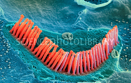 תאי חושים by efrat rapaport - Illustrated by אפרת רפפורט - Ourboox.com