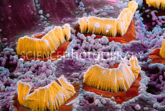 תאי חושים by efrat rapaport - Illustrated by אפרת רפפורט - Ourboox.com