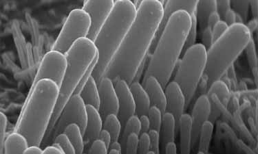 תאי חושים by efrat rapaport - Illustrated by אפרת רפפורט - Ourboox.com