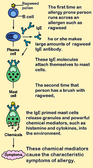 מתוך אתר ויקיפדיה