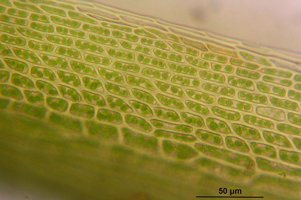 התאים שאהבתי עמית ברק by amitbarak - Ourboox.com