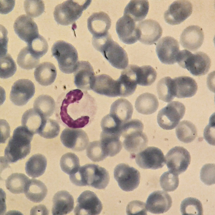 התאים שאהבתי עמית ברק by amitbarak - Ourboox.com