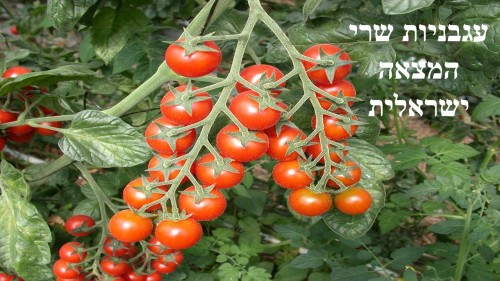 המצאה ישראלית by gali athias - Ourboox.com