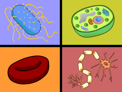 התאים שאהבתי by shani - Illustrated by שני בן סימון - Ourboox.com