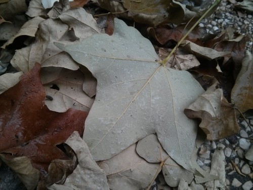 יום המשפחה by Betty - Ourboox.com