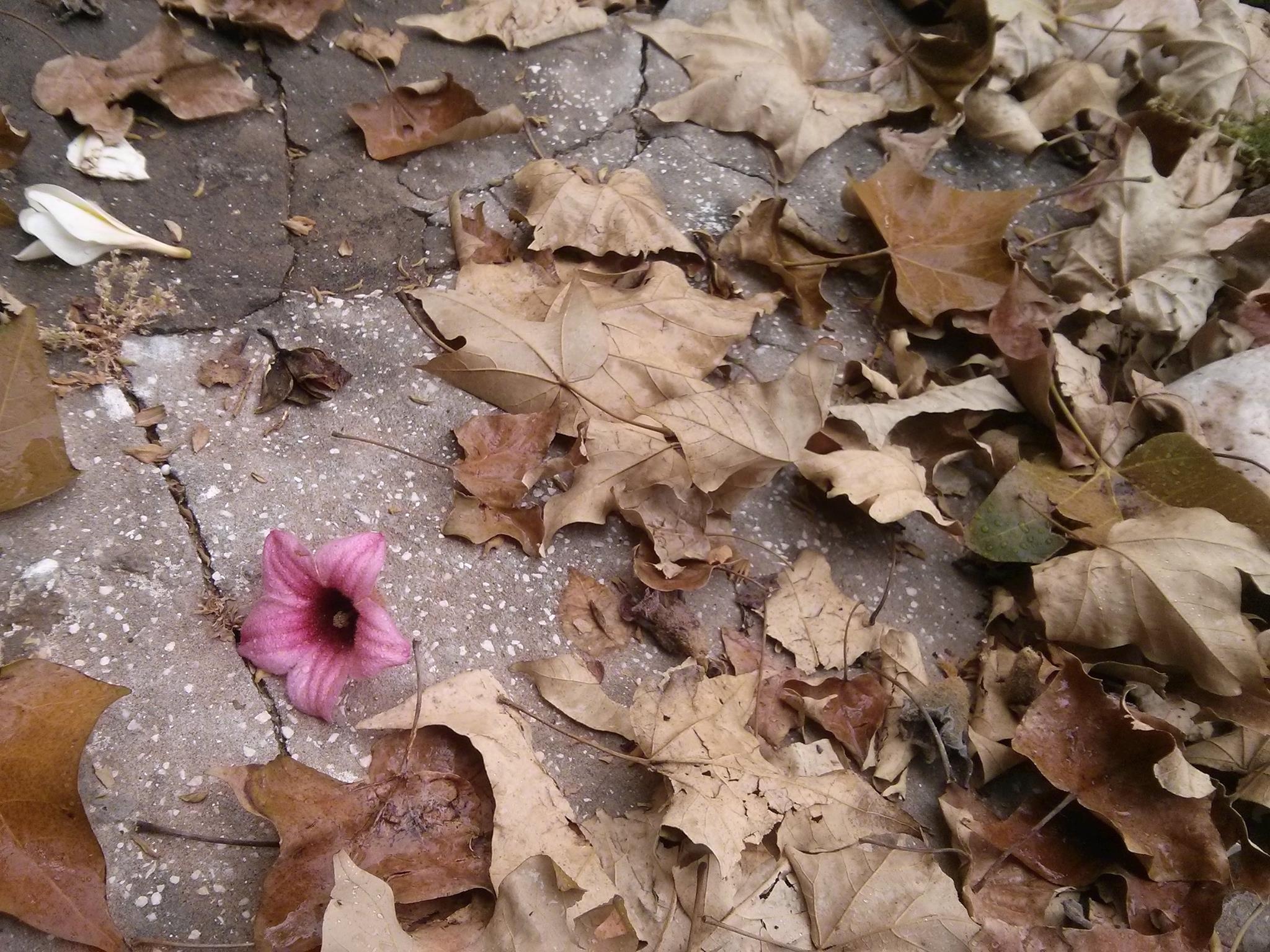 יום המשפחה by Betty - Ourboox.com