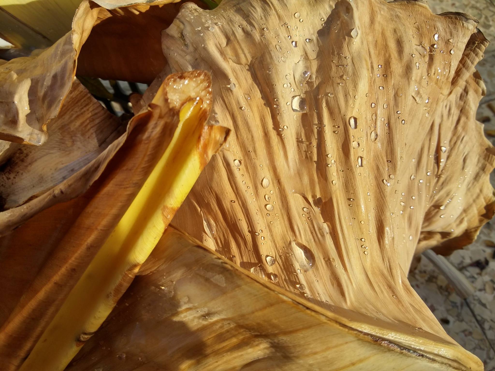 יום המשפחה by Betty - Ourboox.com