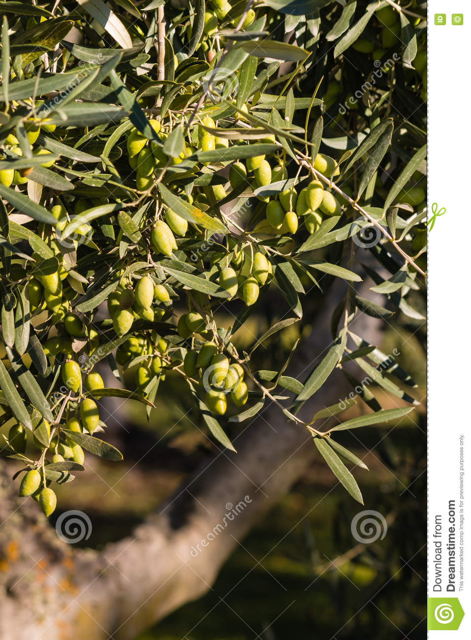 Israel is 70 by SHALEV - Illustrated by  SHALEV  5th grade Tidhar school - Ourboox.com