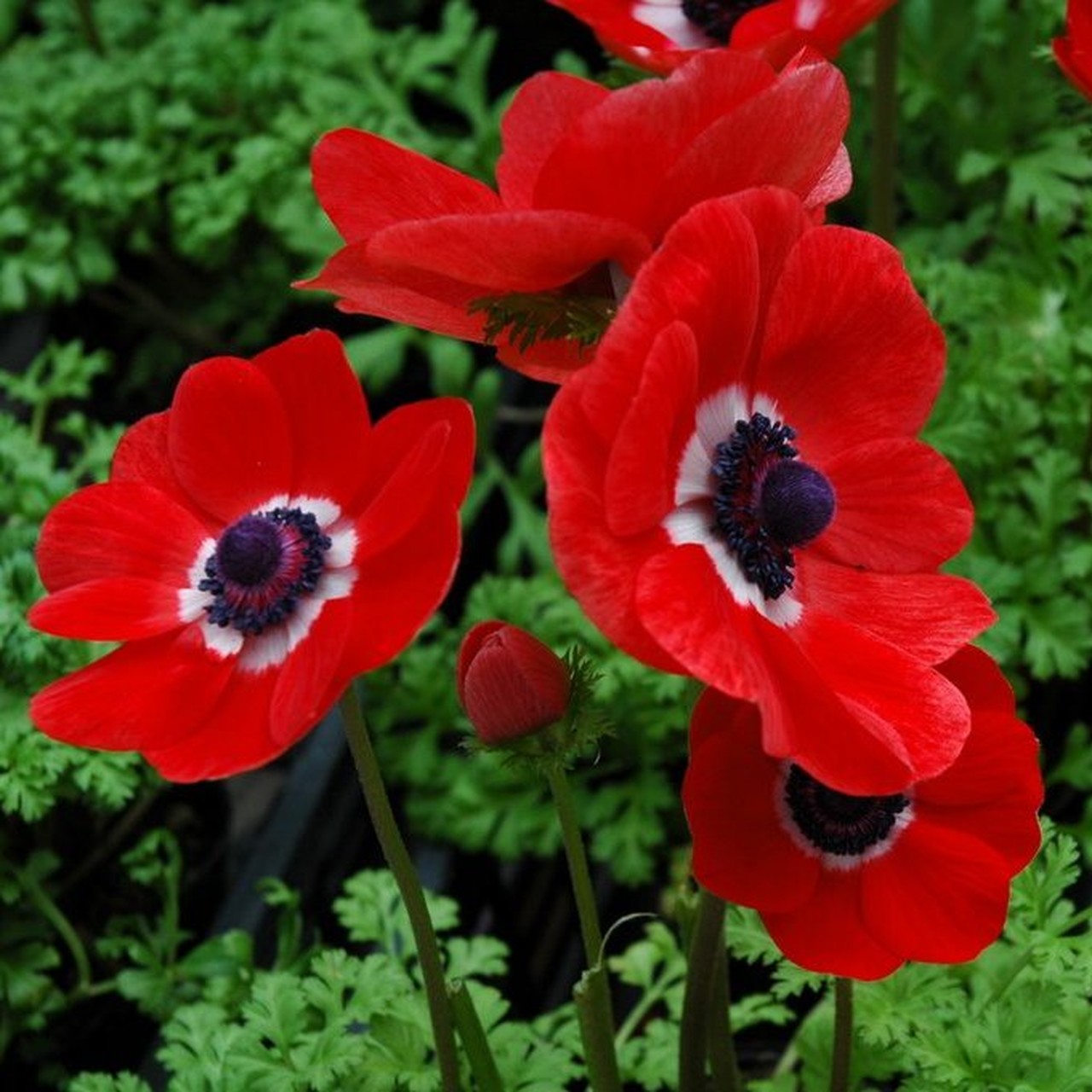 Israel is 70 by ELIRAN - Illustrated by ELIRAN 5th grade Tidhar school - Ourboox.com