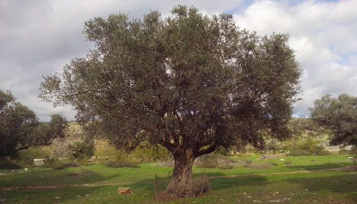 Israel is 70 by GILAD - Illustrated by GILAD 5th grade Tidhar school - Ourboox.com