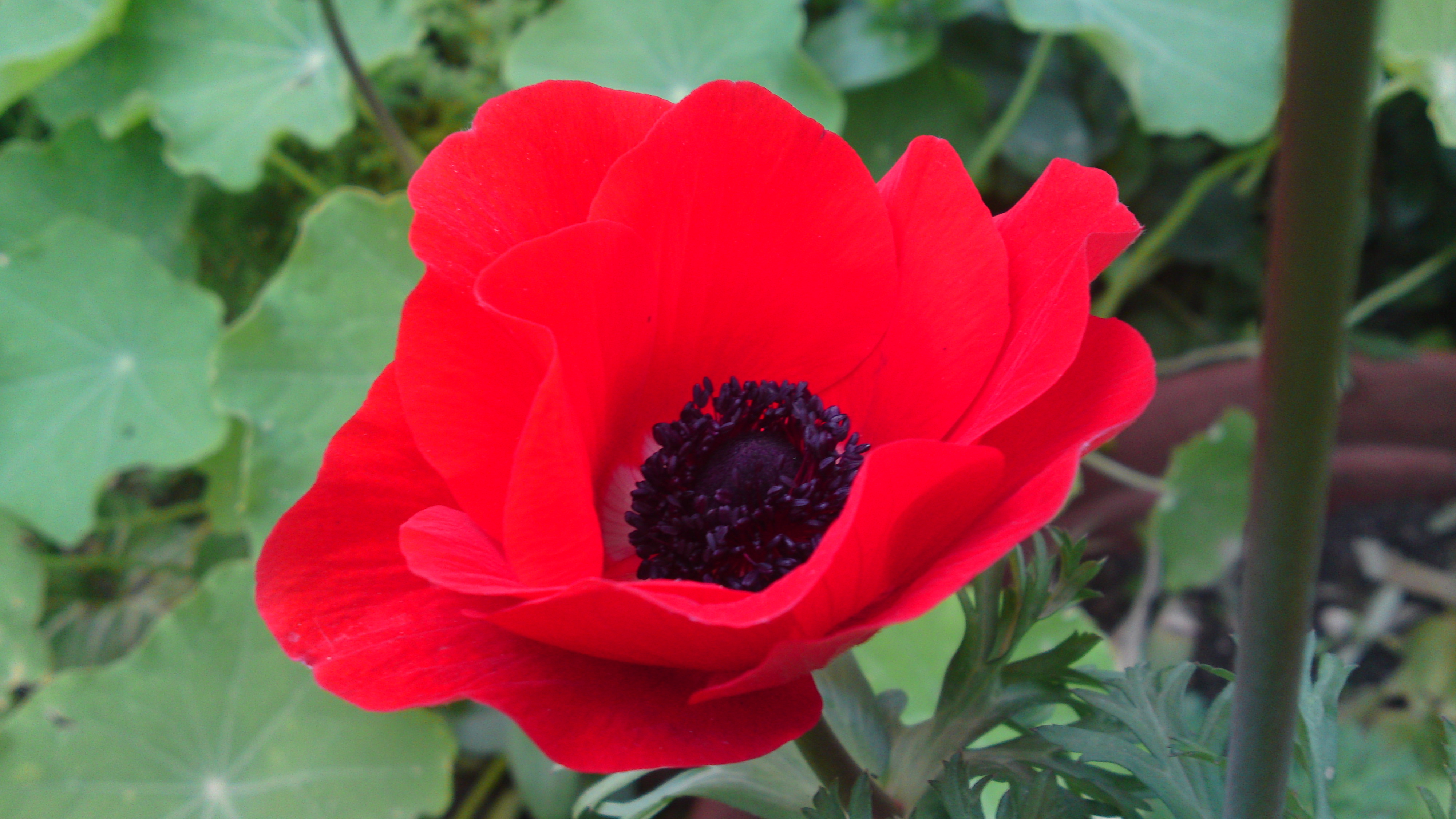 Israel is 70 by NETANEL - Illustrated by NETANEL 5th grade Tidhar school - Ourboox.com