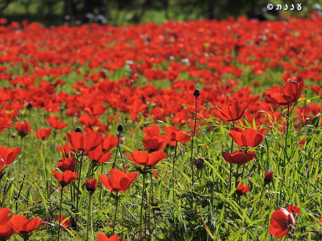 Israel is 70 by SHALEV - Illustrated by  SHALEV  5th grade Tidhar school - Ourboox.com