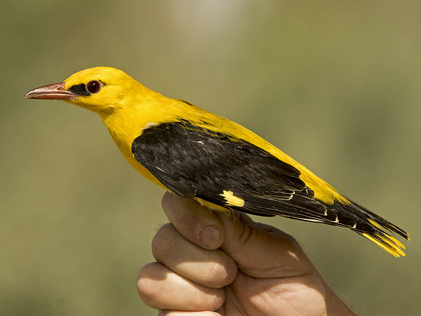 Israel is 70 by NETANEL - Illustrated by NETANEL 5th grade Tidhar school - Ourboox.com