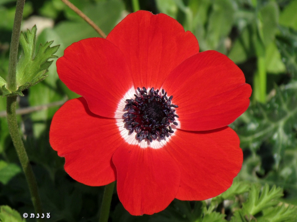 Israel is 70 by GILAD - Illustrated by GILAD 5th grade Tidhar school - Ourboox.com