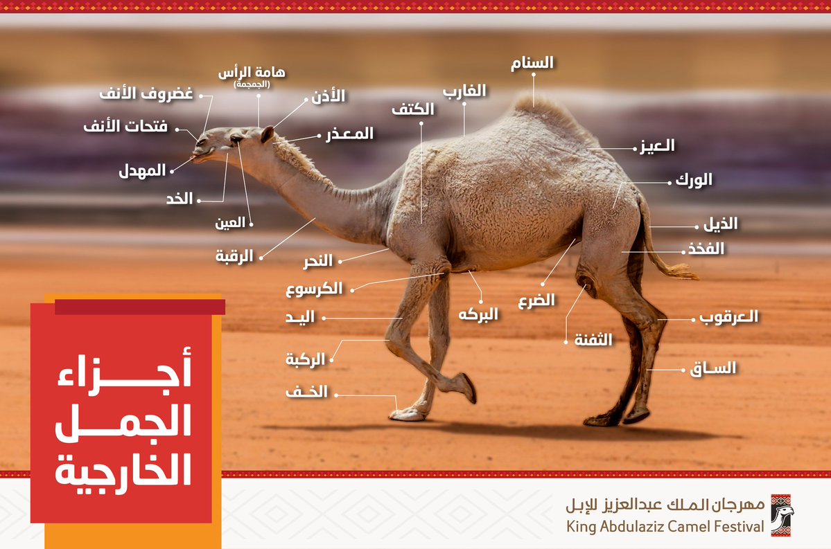 الابل by imanshhadah - Ourboox.com