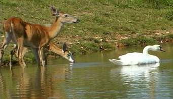 The Big Lake by Dina Lehman - Ourboox.com