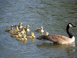 The Big Lake by Dina Lehman - Ourboox.com