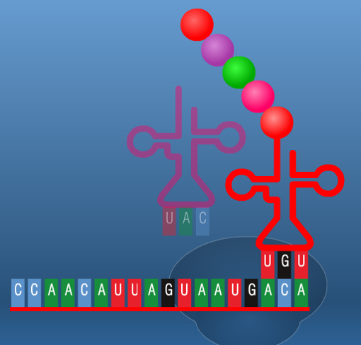 מדנ”א לחלבון by janet amsis - Ourboox.com