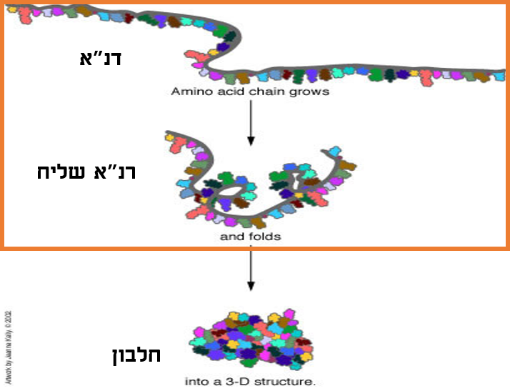 מדנ”א לחלבון by janet amsis - Ourboox.com