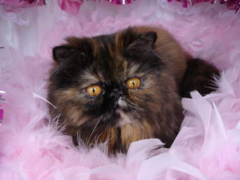 My Animal by Yamit - Ourboox.com