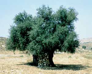 Israel is 70 by INON - Illustrated by INON 5th grade Tidhar school - Ourboox.com